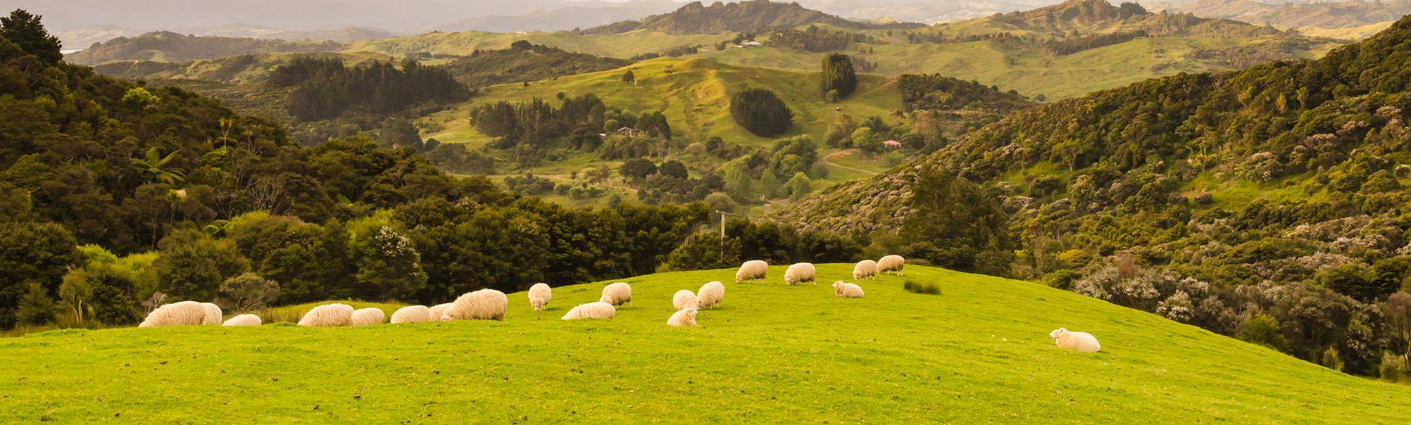 Pet food contract manufacturer from New Zealand New Zealand Riverland